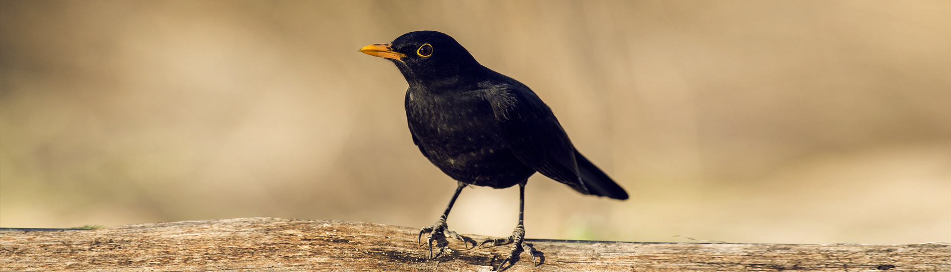 COLLECTIF NATIONAL DES SCIENCES PARTICIPATIVES - BIODIVERSITÉ