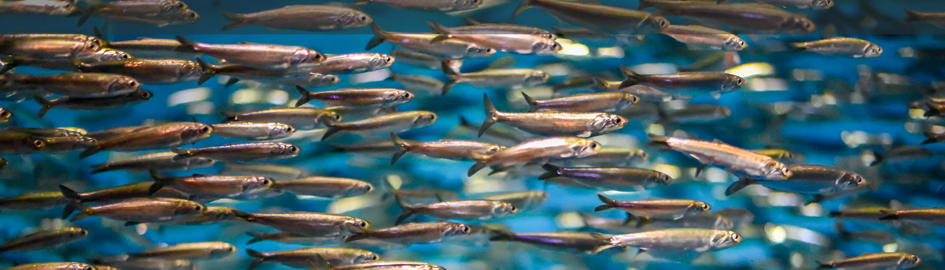 Soirée d'information et d'échanges article scientifique Plages Vivantes - ALAMER