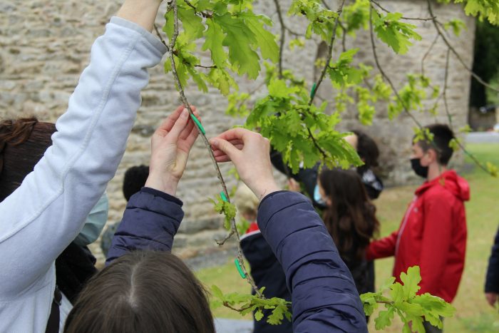Arbor'ECOL - Un observatoire participatif des arbres pour les écoles