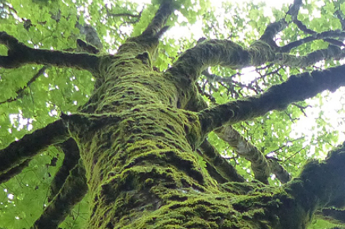 Photo de Arbres remarquables et leurs critères d’ identification