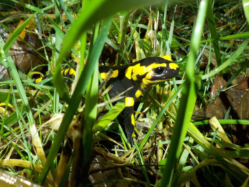 Photo de La Nuit des Dragons à Bois-Mou