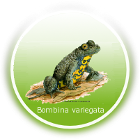 Base de données de l'Observatoire Mutualisé de la BIodiversité et de la NAture BOMBINA