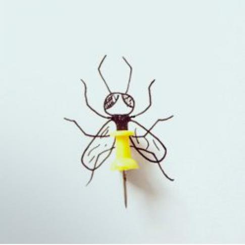Suivi Photographique des Insectes Pollinisateurs (version Vigie-Nature École)