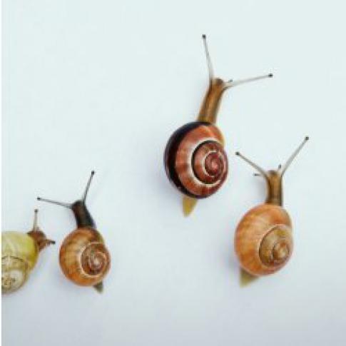 Opération Escargots (version Vigie-Nature École)