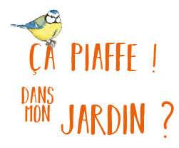 Ça piaffe ! Dans mon jardin ?