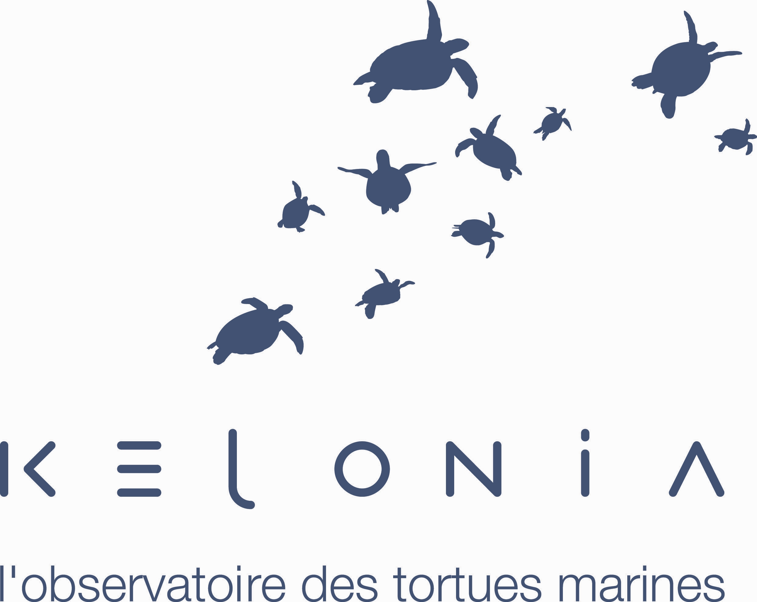 Programme de photo-identification des tortues marines à la Réunion