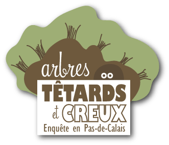 Arbres têtards et arbres creux en Pas-de-Calais