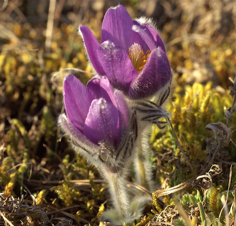 RECENSEMENT DES PLANTES VERNALES de Franche-Comté