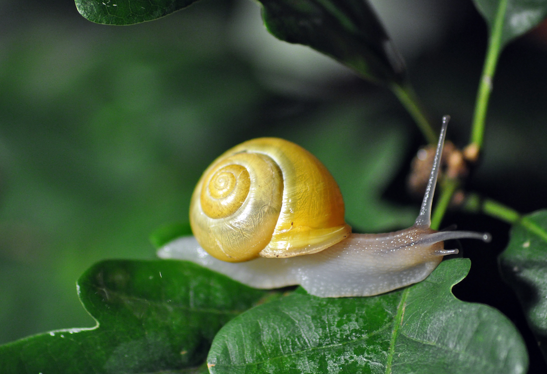 DES ESCARGOTS DANS MON JARDIN : EN QUÊTE DE MOLLUSQUES