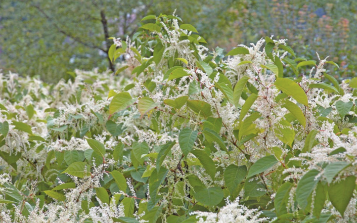 Espèces exotiques envahissantes en Franche-Comté