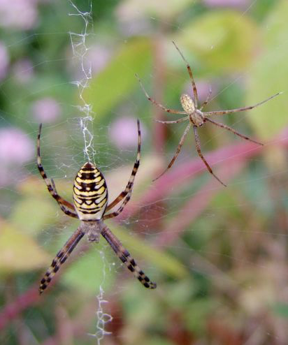 En quête d'arraignée : L'ARGIOPE FRELON (ARGIOPE BRUENNICHI)