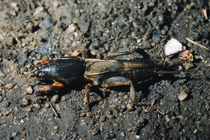 LA COURTILIÈRE : EN QUÊTE D'INSECTES