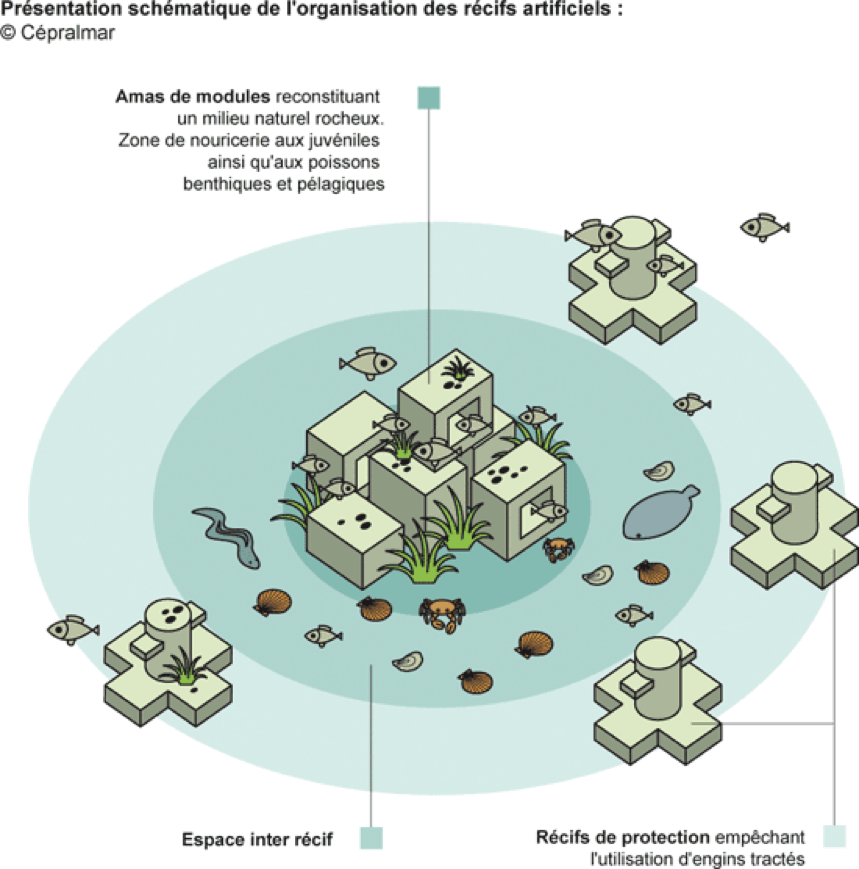 Découverte : des récifs artificiels pour sauver les poissons